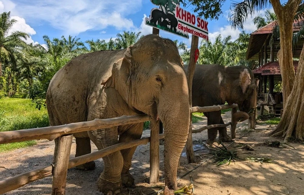 Nahm Khao Sok at Khao Sok Elephant Sanctuary